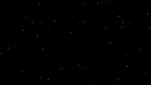 Falling Maple Leaves on Transparent Alpha