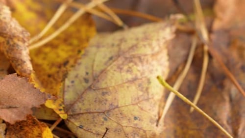 Close Up View Of Golden Autumnal Leaves On Forest Floor. Low Angle, Dolly Right Shot