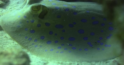 Bluespotted Stingray in the Red Sea beside the Coral Reef