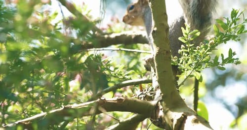 Ardilla oculta que se asoma a través de las soleadas ramas verdes y las flores rosadas de primavera