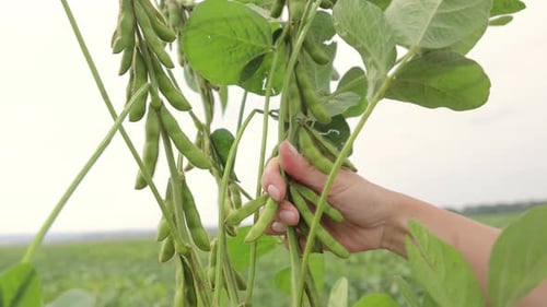 Hand Inspecting Soybean Crop Hand Holding Soy Pods with Field in Background