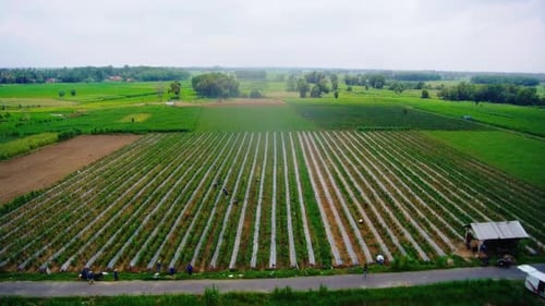 vista de la zona de plantación de chiles
