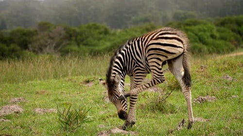 Zebra foal scratches muzzle in Addo Elephant National Park, day