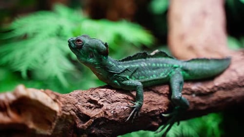 Lizard on the small tree branch observing his surrounding