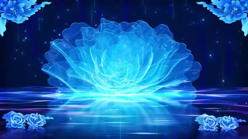 4K Schöne Pfingstrosenblüten, blendende Partikel, Licht- und Schattenbühnenhintergrund