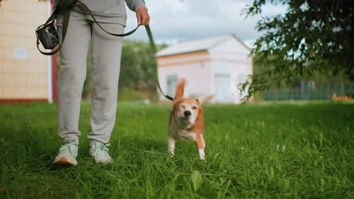 Dog on Leash Shakes Head Outdoors