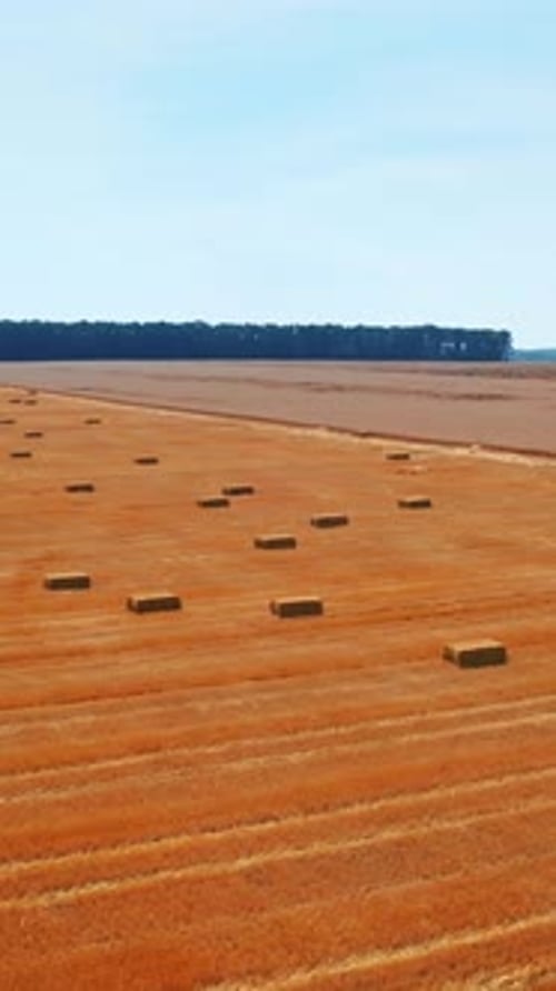 Cut hay packed into rectangular bales scattered on the mowed plantation.