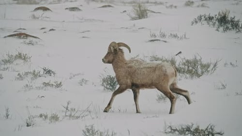 Majestic Bighorn Ram Walking in Snowy Wilderness