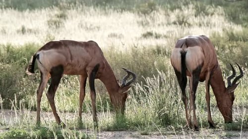 A pair of Hartebeest graze in soft evening light