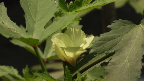 Ladyfingers vegetable flower - green leaf .
