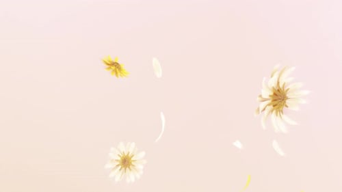 Daisy and Petals Fall Loop on Pastel 4K.