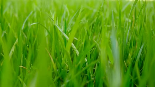 Lawn Grass Closeup in the Yard Selective Focus
