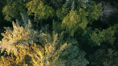 Drone flyover of a western Canadian rain forest in British Columbia's wild west coast looking down a
