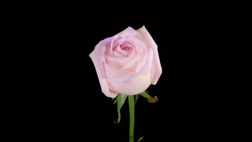 Zeitraffer der Eröffnung von Pink Rose