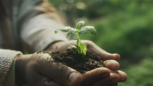 Hands Holding Small Plant Seedling with Soil