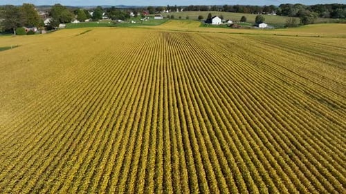 Yellow soybean field during autumn in USA. Aerial establishing shot of rural America.