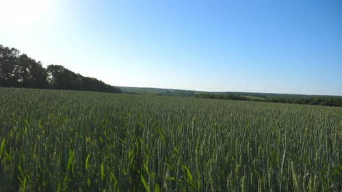 Green Stalks of Wheat Swaying in the Wind at Field Under Blue Sky Cereal Stems Swinging in the