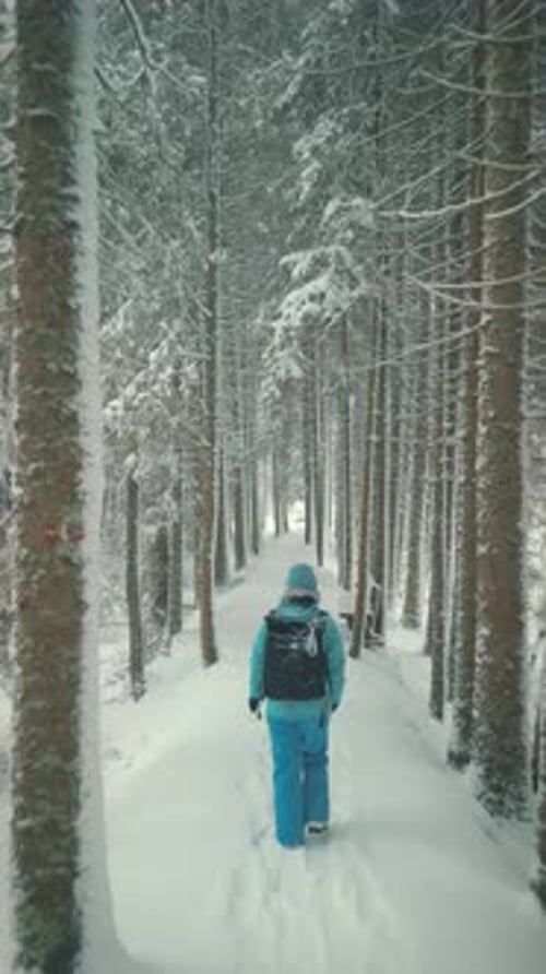 Woman tourist with backpack walking through pine tree forest. Vertical video