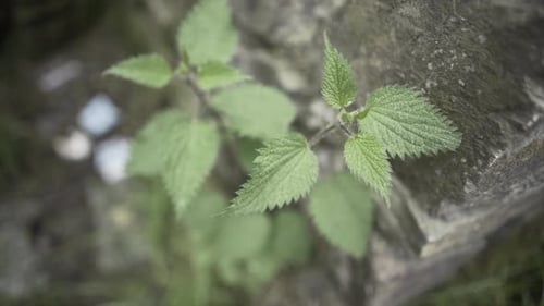 Feuille d'ortie poussant de la montagne dans une zone boisée