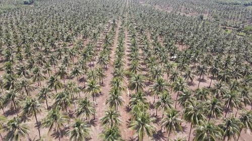 Drone dolly in: aerial view of large coconut palm farm, camera moving forward.