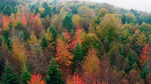 Autumn Colors of Trees in the Mountain of Europe