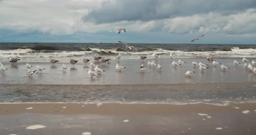 Flock of Seagulls Stand on a Sandy Beach on a Cloudy Day Before a Storm