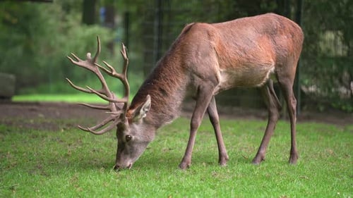 Deer eating grass
