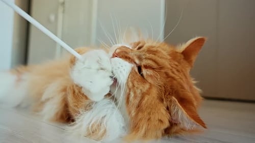 Playful Orange Cat Playing with Feather Toy Indoors