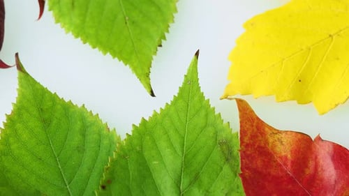 Colorful Autumn Leaves on White Background
