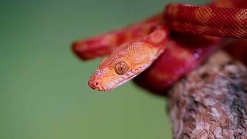 Ralenti d'un serpent vibrant agitant sa langue, mettant en valeur des motifs et des détails vifs