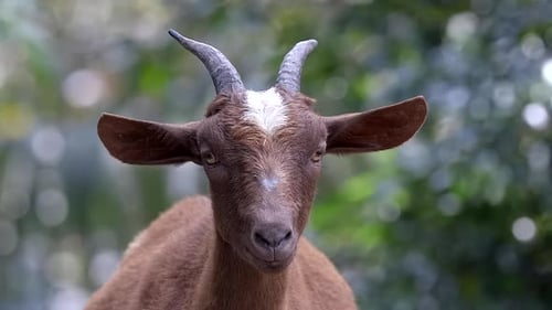 A goat staring curiously at the camera and stopping it's chewing then looking away - Close up