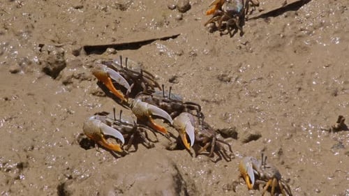 Gruppe von Geigenkrabben mit Zitronenklauen, die essen.