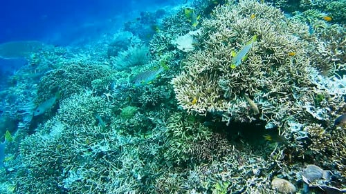 Intact colorful coral reef with many tropical fishes in Raja Ampat, Indonesia. Region with the highe