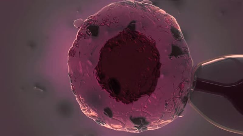 3D Animation: Cell Microinjection and Fertilization Process ...