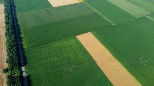 Agricultural Fields Field with Ripe Wheat and Other Different Agricultural Crops