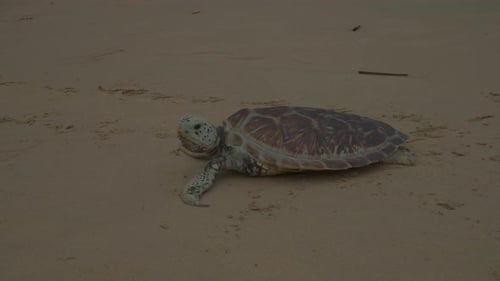 Meeresschildkröte ruht am Sandstrand und bewegt sich langsam auf dem Boden