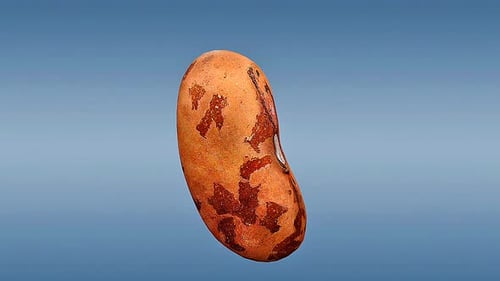 Detailed 3D Animation of a Rotating Kidney Bean