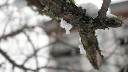 Close up shot of snow lying on wooden branch and thawing during warm day after cold snow storm. Clim
