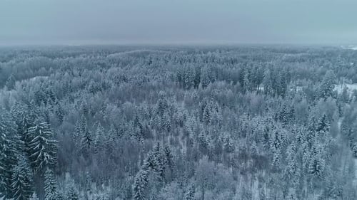Aerial drone forward moving shot over beautiful snow covered pine and fir forest on a cloudy day. De
