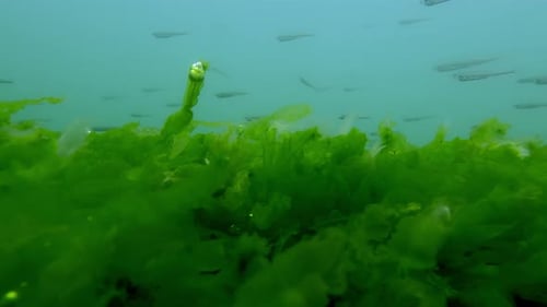 Sea bottom covered with layer of Sea Lettuce green algae, Ulva