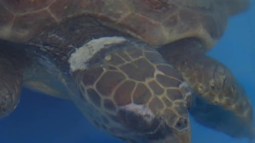 Close-up of an injured turtle swimming at an animal rescue and recovery center.