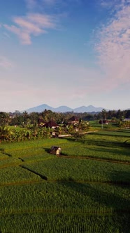 Morning light over golden rice fields with mountain backdrop in Southeast Asia captured vertically