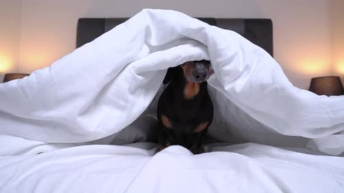 Naughty dachshund dog is sitting in the center of bed, hiding and looking under the covers, at home