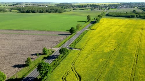 Road between farmland with cars driving on it, rapeseed field, and trees in the background