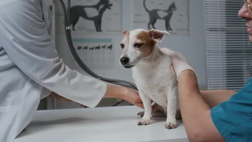Dog Examined at the Veterinary Clinic