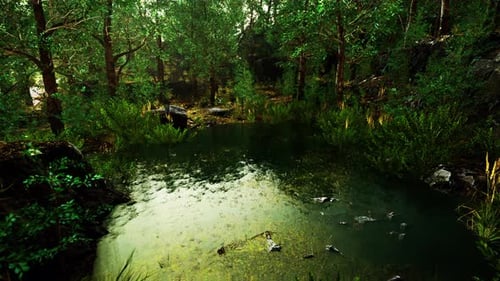Deciduous Forest is Reflected in the Small Lake