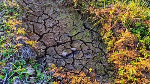 Cracked dry earth with scattered green grass and golden sunlight creating a vibrant contrast