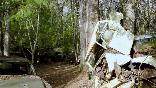 Derelict of old rusty, dumped and abandoned ruins of vehicles in the dense green forest.