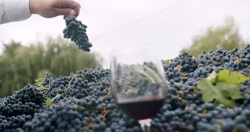 Die Hand des Bauern zeigt eine wunderschöne Traube im Vordergrund ein Glas Rotwein