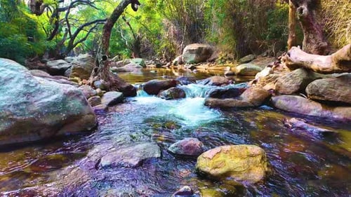 River Flows Through The Forest